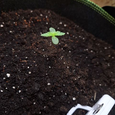 🍊 Tangie Auto  growlog timeline photo