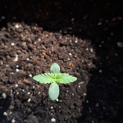 🍊 Tangie Auto  growlog timeline photo