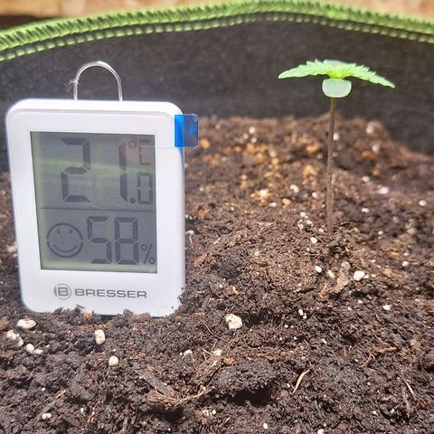 🍊 Tangie Auto  growlog timeline photo
