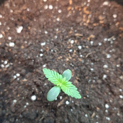 🍊 Tangie Auto  growlog timeline photo
