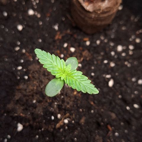 🍊 Tangie Auto  growlog timeline photo