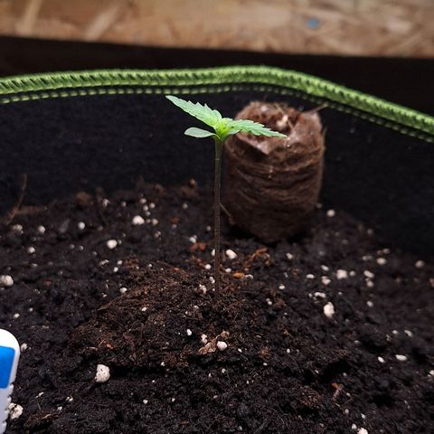 🍊 Tangie Auto  growlog timeline photo