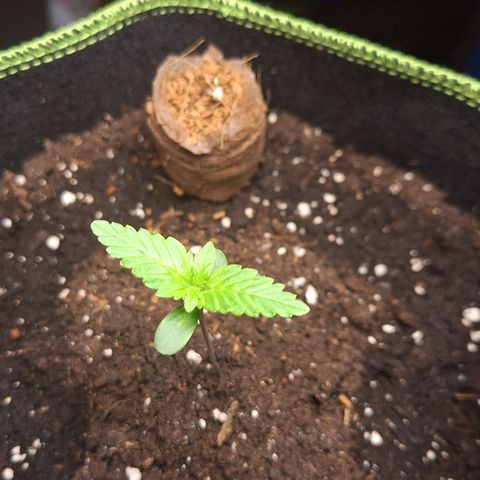 🍊 Tangie Auto  growlog timeline photo
