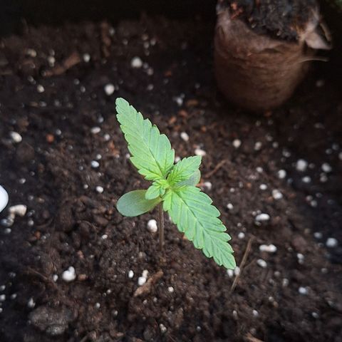 🍊 Tangie Auto  growlog timeline photo