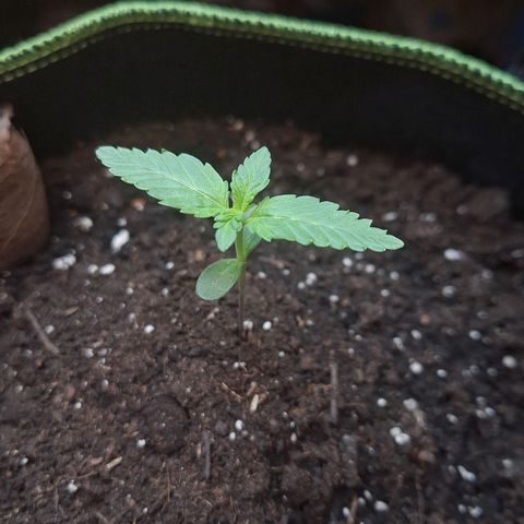 🍊 Tangie Auto  growlog timeline photo