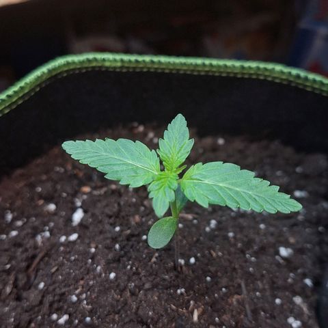🍊 Tangie Auto  growlog timeline photo