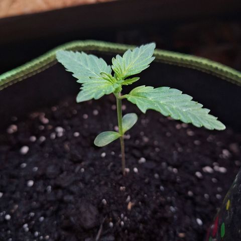 🍊 Tangie Auto  growlog timeline photo