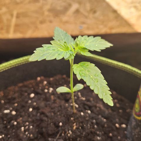 🍊 Tangie Auto  growlog timeline photo