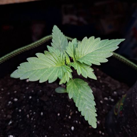 🍊 Tangie Auto  growlog timeline photo