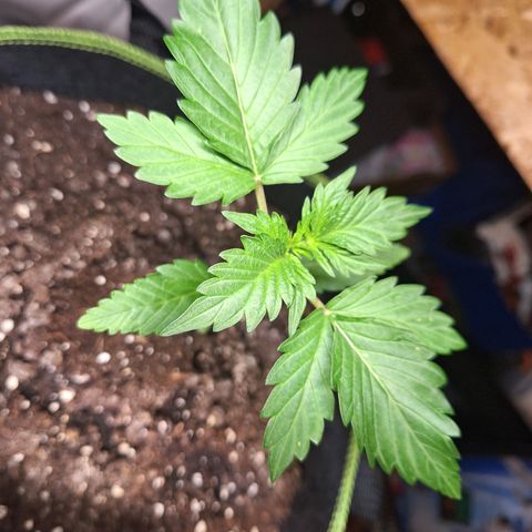 🍊 Tangie Auto  growlog timeline photo