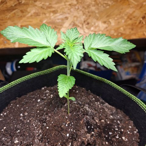🍊 Tangie Auto  growlog timeline photo