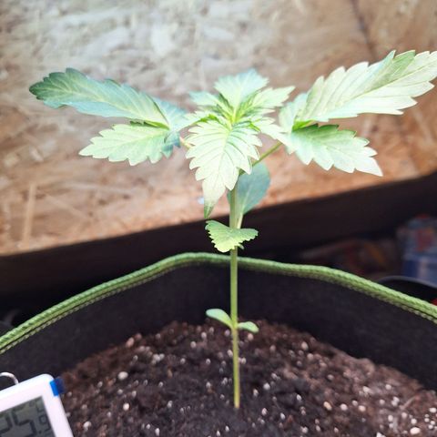 🍊 Tangie Auto  growlog timeline photo