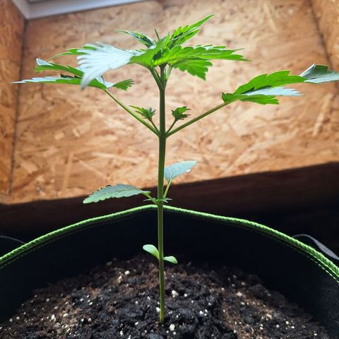 🍊 Tangie Auto  growlog timeline photo