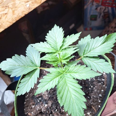 🍊 Tangie Auto  growlog timeline photo