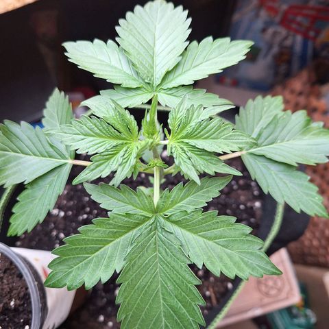 🍊 Tangie Auto  growlog timeline photo