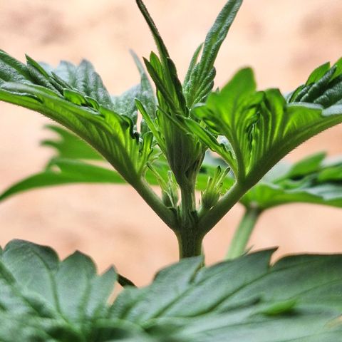 🍊 Tangie Auto  growlog timeline photo