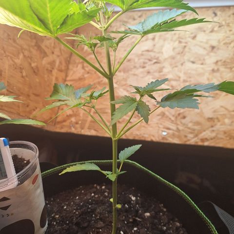 🍊 Tangie Auto  growlog timeline photo