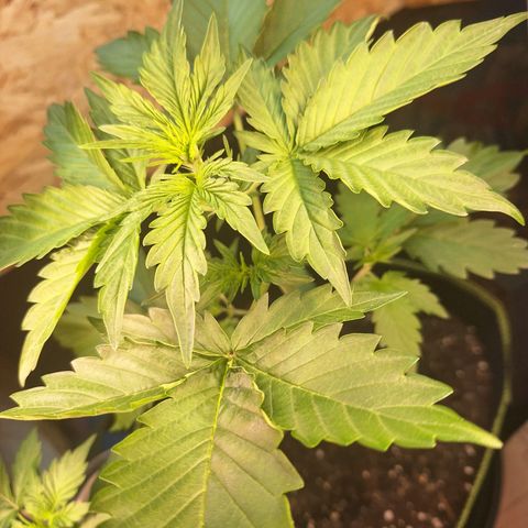 🍊 Tangie Auto  growlog timeline photo