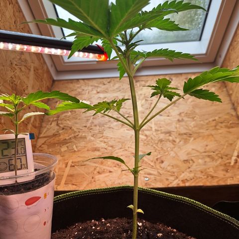 🍊 Tangie Auto  growlog timeline photo