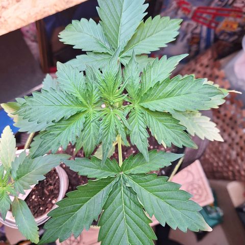 🍊 Tangie Auto  growlog timeline photo