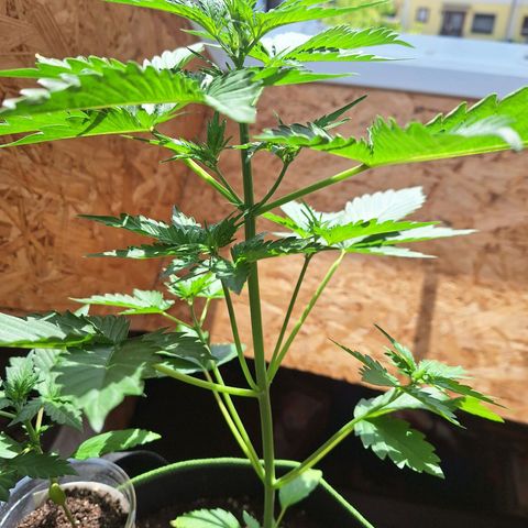 🍊 Tangie Auto  growlog timeline photo