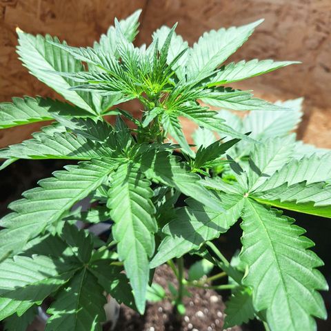 🍊 Tangie Auto  growlog timeline photo