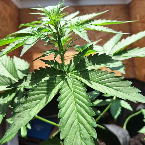 🍊 Tangie Auto  growlog timeline photo