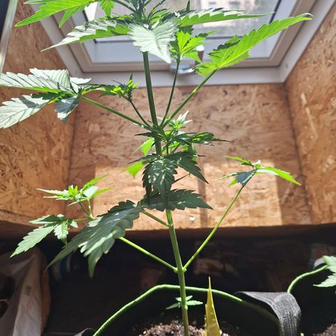 🍊 Tangie Auto  growlog timeline photo