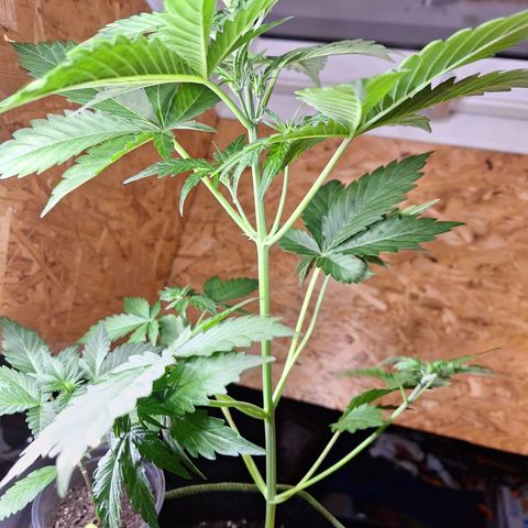 🍊 Tangie Auto  growlog timeline photo
