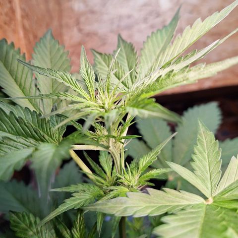 🍊 Tangie Auto  growlog timeline photo