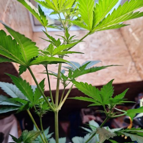 🍊 Tangie Auto  growlog timeline photo