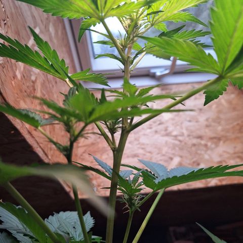 🍊 Tangie Auto  growlog timeline photo