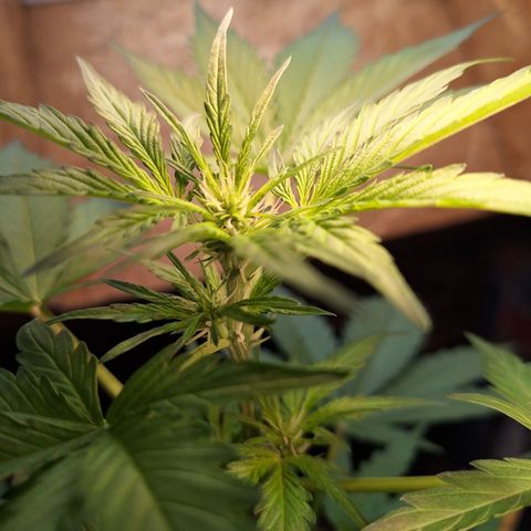 🍊 Tangie Auto  growlog timeline photo