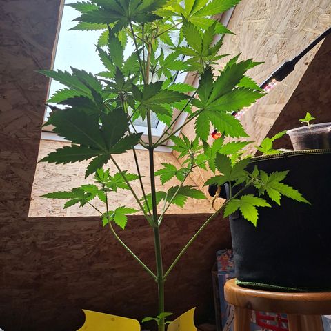 🍊 Tangie Auto  growlog timeline photo