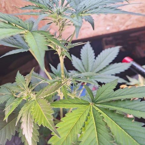 🍊 Tangie Auto  growlog timeline photo