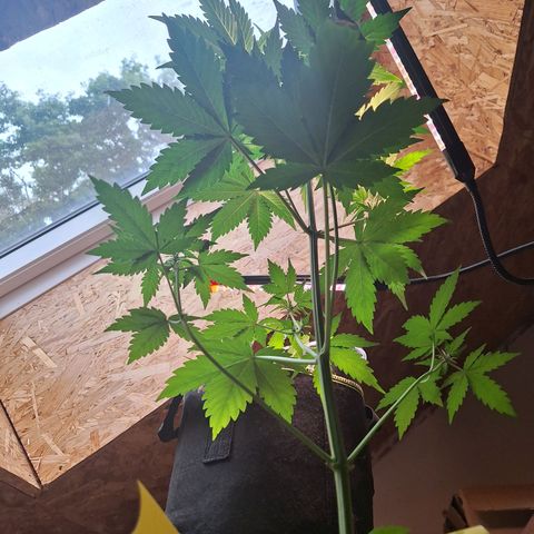 🍊 Tangie Auto  growlog timeline photo