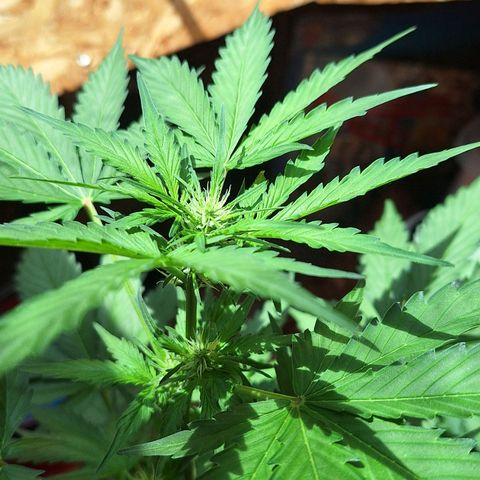 🍊 Tangie Auto  growlog timeline photo