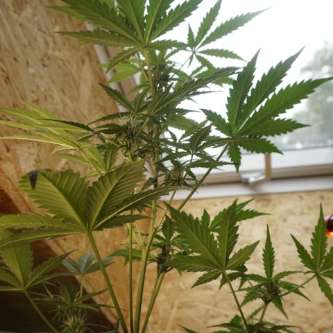 🍊 Tangie Auto  growlog timeline photo