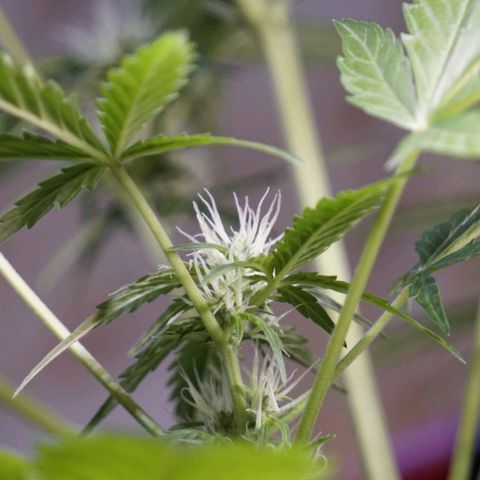 🍊 Tangie Auto  growlog timeline photo