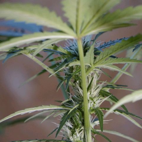 🍊 Tangie Auto  growlog timeline photo