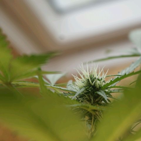 🍊 Tangie Auto  growlog timeline photo