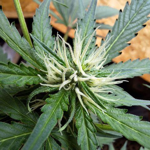 🍊 Tangie Auto  growlog timeline photo
