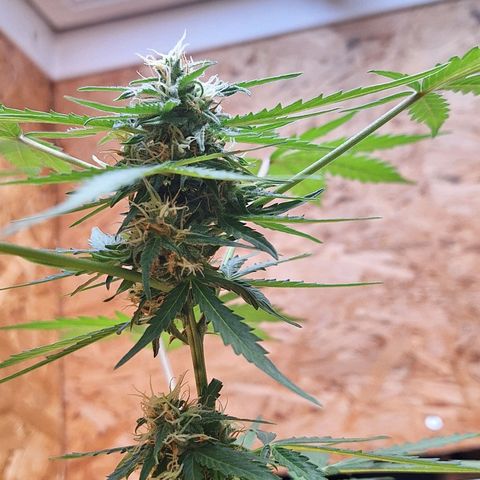🍊 Tangie Auto  growlog timeline photo