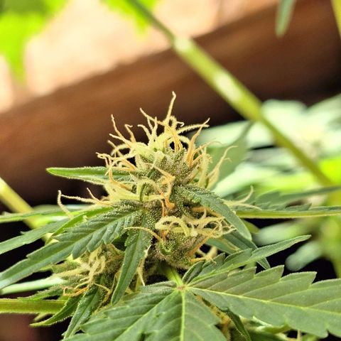 🍊 Tangie Auto  growlog timeline photo