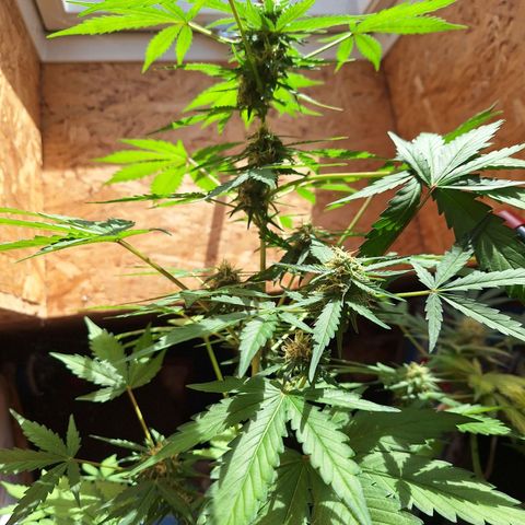 🍊 Tangie Auto  growlog timeline photo