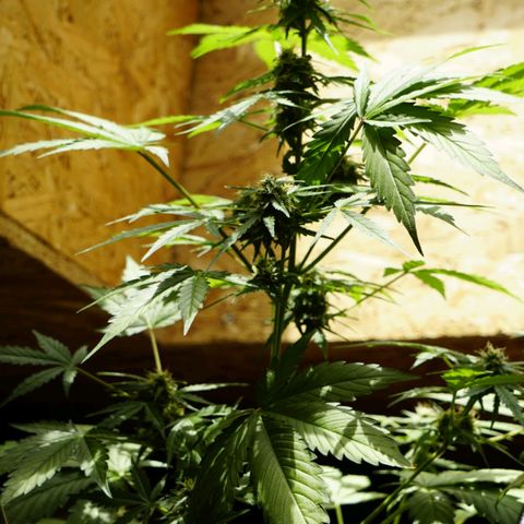🍊 Tangie Auto  growlog timeline photo