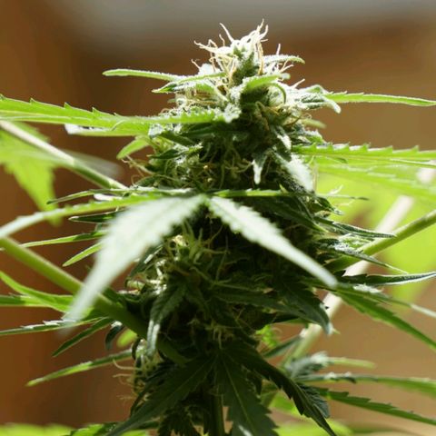🍊 Tangie Auto  growlog timeline photo