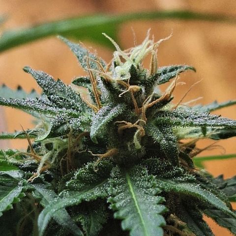 🍊 Tangie Auto  growlog timeline photo