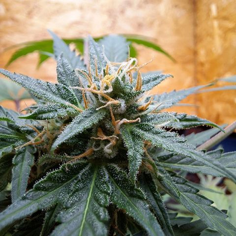 🍊 Tangie Auto  growlog timeline photo