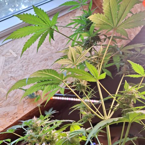 🍊 Tangie Auto  growlog timeline photo
